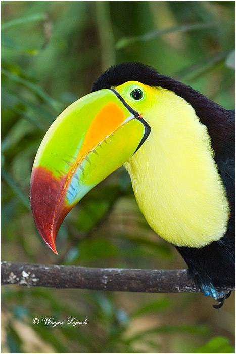 Keel-billed Toucan, Mexico 101 by Dr. Wayne  Lynch &copy;